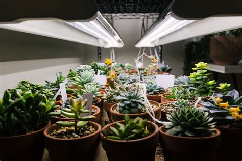 10 Best Lights for Succulents and Cactus (Artificial lighting ...