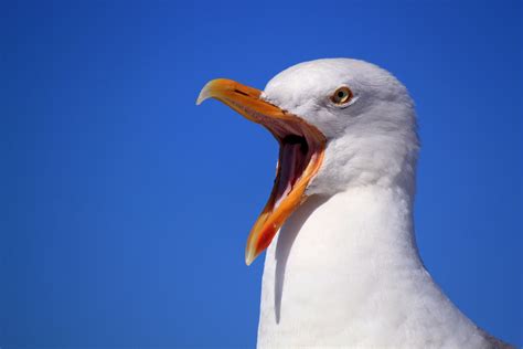 Summer disruption as gulls terrorise coastal business districts | SafeGroup