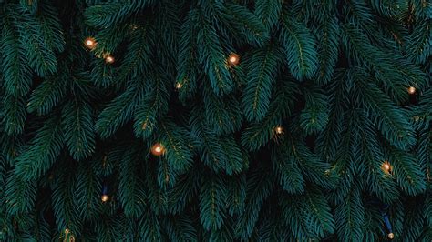 nature, trees, branch, needles, pine trees, lights, christmas lights HD ...