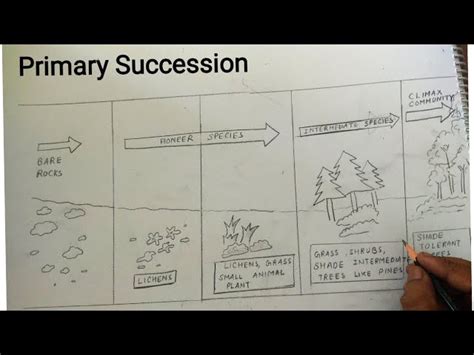 Ecological Succession Diagram