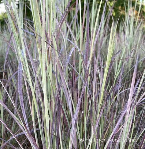 Schizachyrium scoparium Twilight Zone PP27432 Little Bluestem