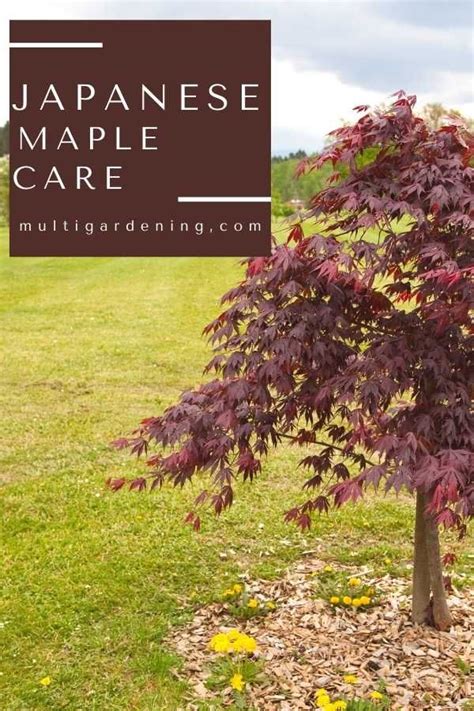 Japanese Maple Tree Care | Japanese maple tree landscape, Japanese ...