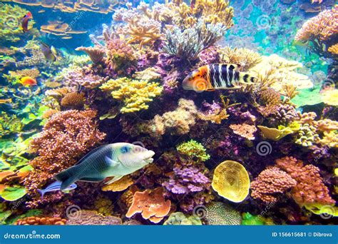 Tropical Fish and Coral Reef Stock Image - Image of tropical, vibrant ...