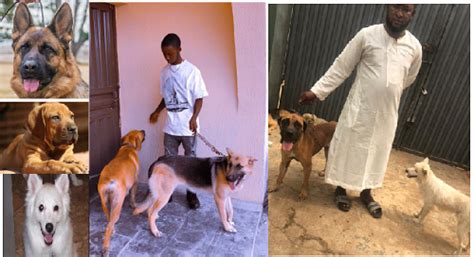 Nigerian dog lovers relive obsession with their 'best friends’ - The Nation Newspaper