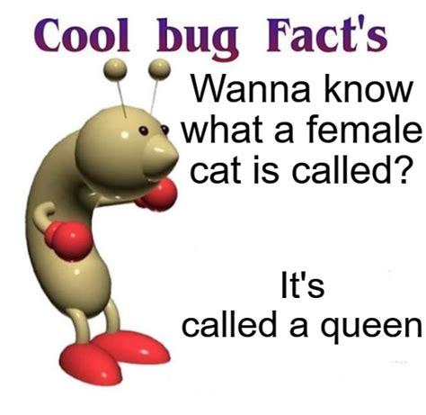 Yes, a female cat is called a queen. : r/memes