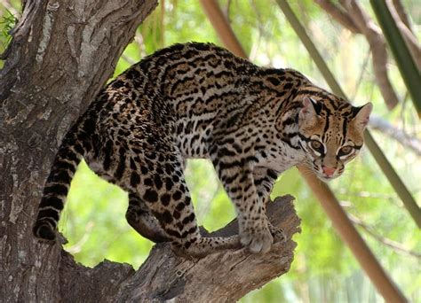 Ocelot at Lower Rio Grande Valley National Wildlife Refuge in Texas ...