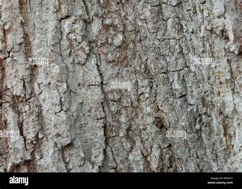 Oak Tree Bark Stock Photo - Alamy