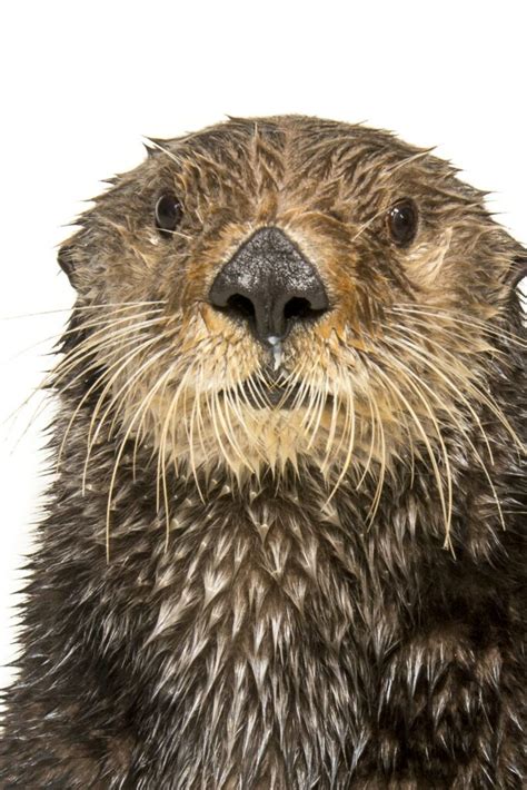 Sea Otter: History, Facts, Size, Habitat, Classification & Much More - Animals Name