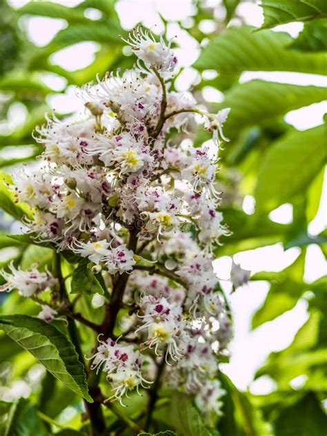 White Chestnut Flowers on Tree Leaves Background, Selective Focus ...