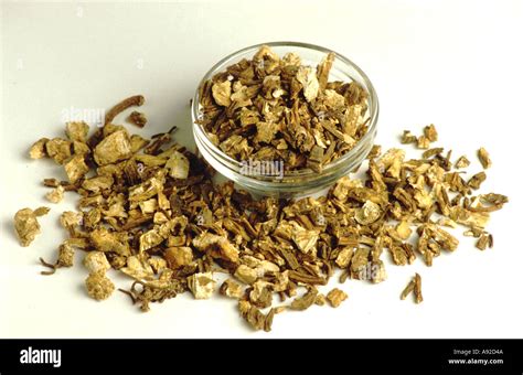 Medicinal plant dried root of Angelica Angelica sinensis Stock Photo ...