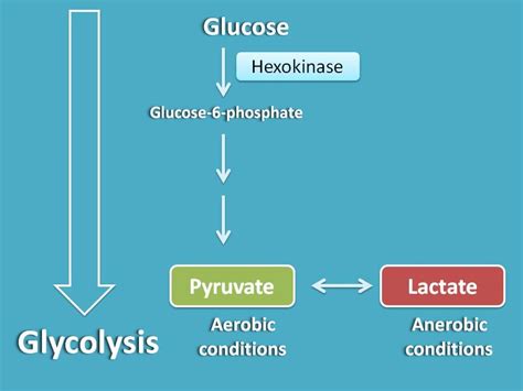 10 glycolysis steps to remember in easy way