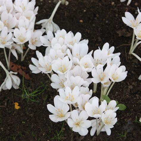 Buy autumn crocus or naked ladies bulb Colchicum autumnale Album: £4.89 Delivery by Crocus