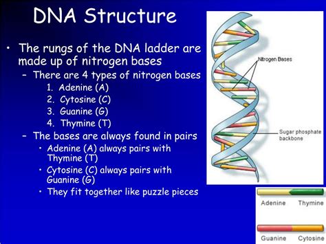 PPT - DNA PowerPoint Presentation, free download - ID:6351757