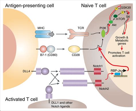 Taking T Cell Priming Down a Notch: Signaling through Notch Receptors Enhances T Cell ...