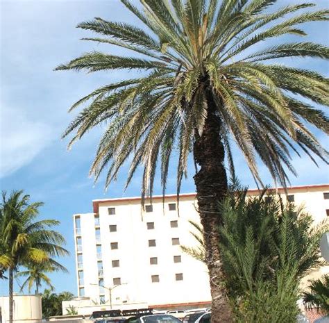 Beautiful date palm decorating the Fly Navy Building on Trumbo Point Annex