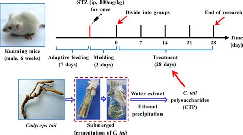 Schematic of the treatment schedule. Adult male Kunming mice (6 weeks... | Download Scientific ...