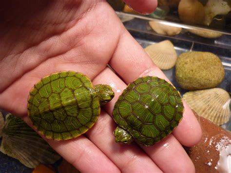 Wildlife: New Baby Red Ear Slider Turtles