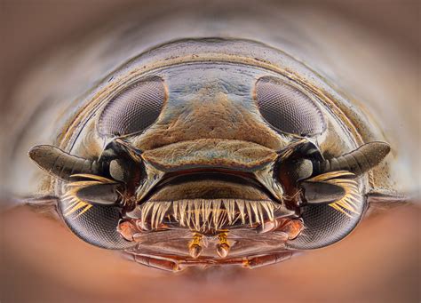 Whirligig beetle head (Gyrinus sp.) | Nikon Small World