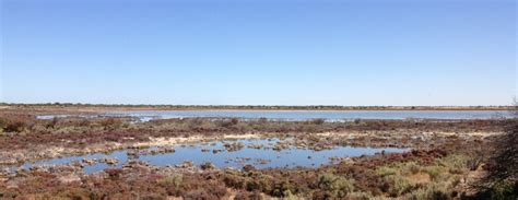 Caring For South Australia's Thompson Beach - Samphire Coast