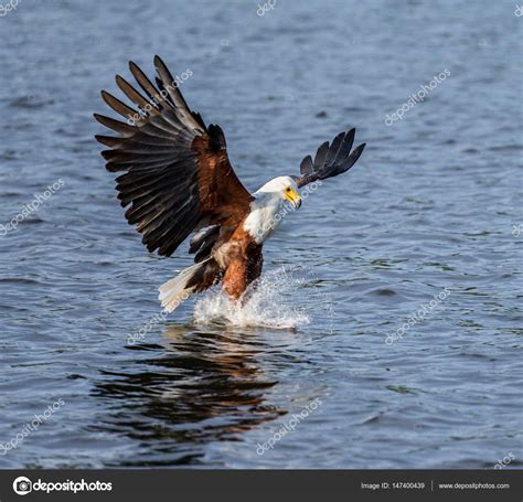 African Fish Eagle hunting Stock Photo by ©GUDKOVANDREY 147400439