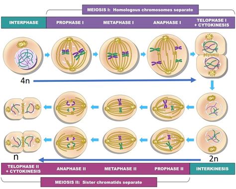 nnhsbiology / Meiosis Simplified