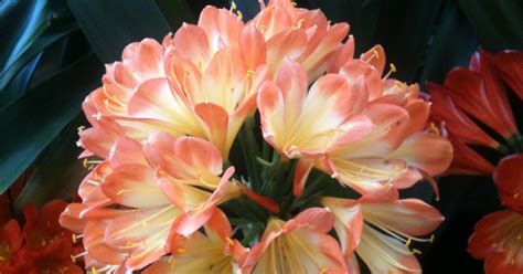 Clivias in Colour, Central Coast, NSW, Australia: Lovely clivia varieties from our garden