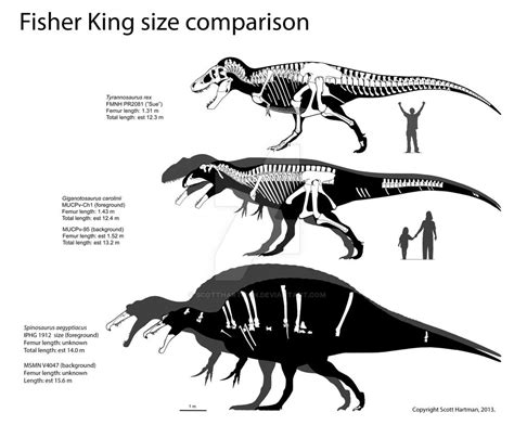 Spinosaurus Size Comparison by ScottHartman on DeviantArt