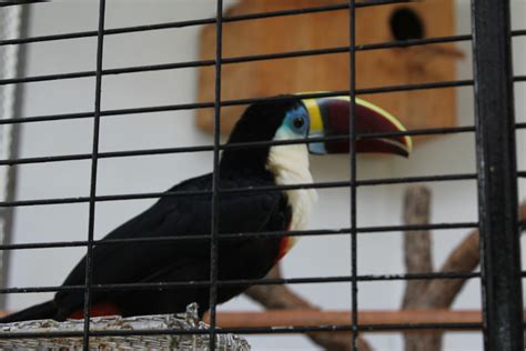 File:Toucan.jpg - Wikipedia