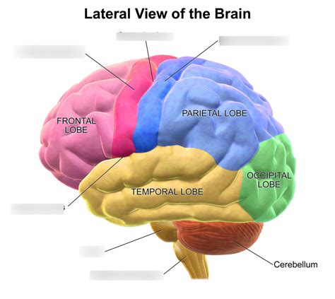 senses of the brain diagram Diagram | Quizlet