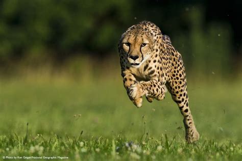 11-Year-Old Cheetah Breaks Land Speed Record | Live Science