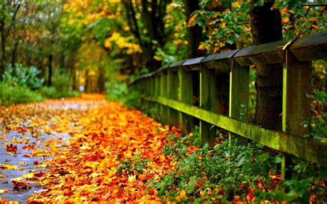 Fall Backgrounds Autumn Leaves, autumn pc HD wallpaper | Pxfuel