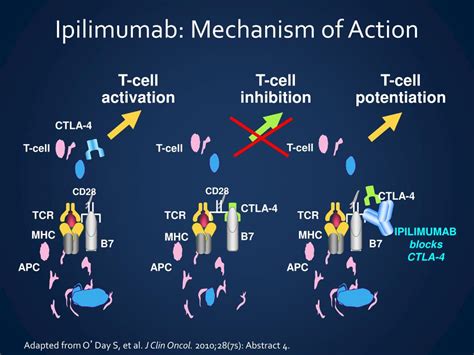 Melanoma_Missionary How does Ipilimumab (Yervoy) work? Melanoma..Jim Breitfeller