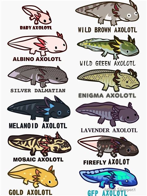 Axolotl Morphs Chart