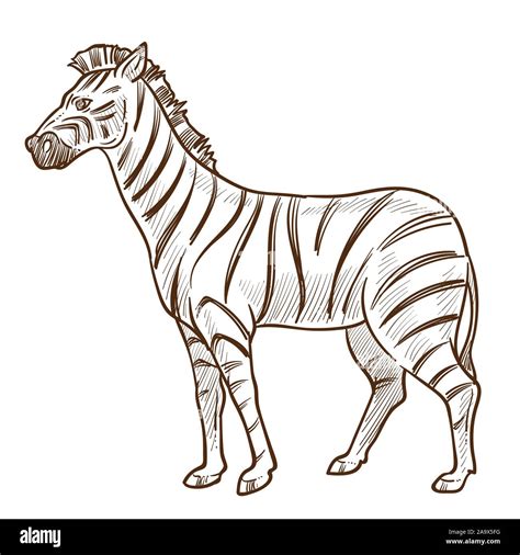 African animal, zebra isolated sketch, striped skin Stock Vector Image & Art - Alamy