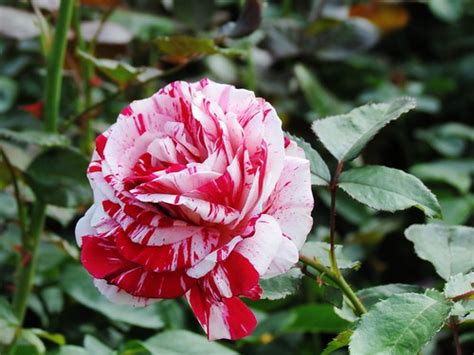 Rose Garden, Portland, Oregon | September 2012 | Carol Munro | Flickr