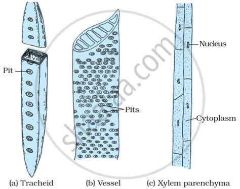 Permanent Tissue - Complex Permanent Tissues | Shaalaa.com