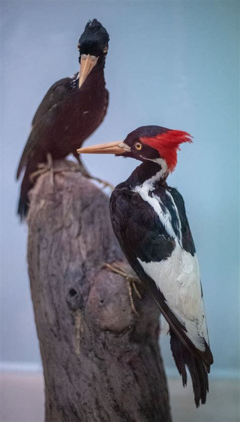 Ivory Billed Woodpecker | Starmind Conservation