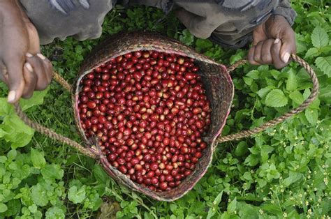 A Glossary Of Coffee Growing And Processing Terms | JavaPresse Coffee Company