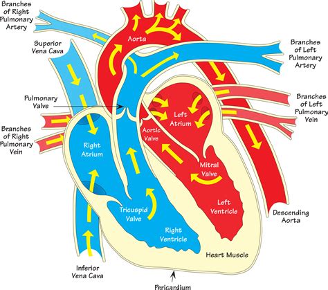 Clipart - Heart diagram 2 (annotated)