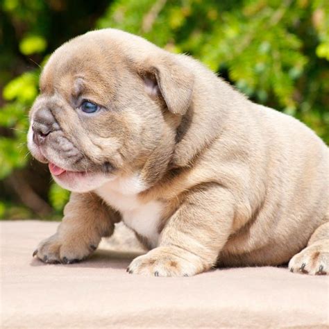 English bulldog puppy. Baby English Bulldogs, Baby Bulldogs, Cute Bulldogs, English Bulldog ...