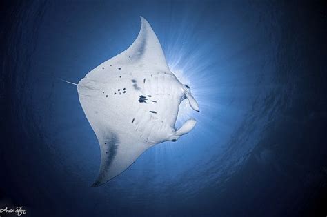 manta ray | Underwater world, Animals, Ocean animals