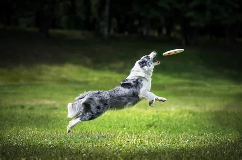 How To Get Your Dog Interested In Frisbee?