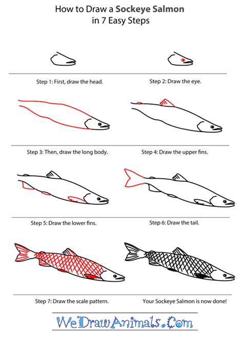 How to Draw a Sockeye Salmon