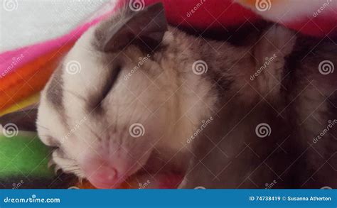 Sleeping Sugar Glider stock image. Image of sleeping - 74738419