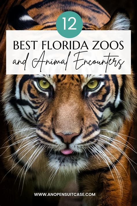 12 of the Best Florida Zoos and Animal Encounters in 2024 | Florida zoo, Jacksonville zoo, Zoo