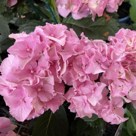 Hydrangea Dwarf Pink – Mother Earth Nursery