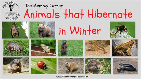 Learn English for Kids | Animals that Hibernate in Winter Talking ...