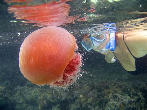 Red Jellyfish | I saw this big red jellyfish when snorkeling… | Flickr