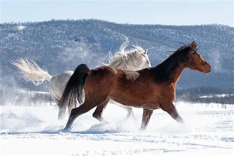 130+ White Horse Running In Snow Stock Photos, Pictures & Royalty-Free ...