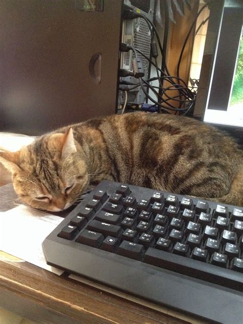 Pin by 宏銘 曾 on Cat | Computer keyboard, Keyboard, Cats